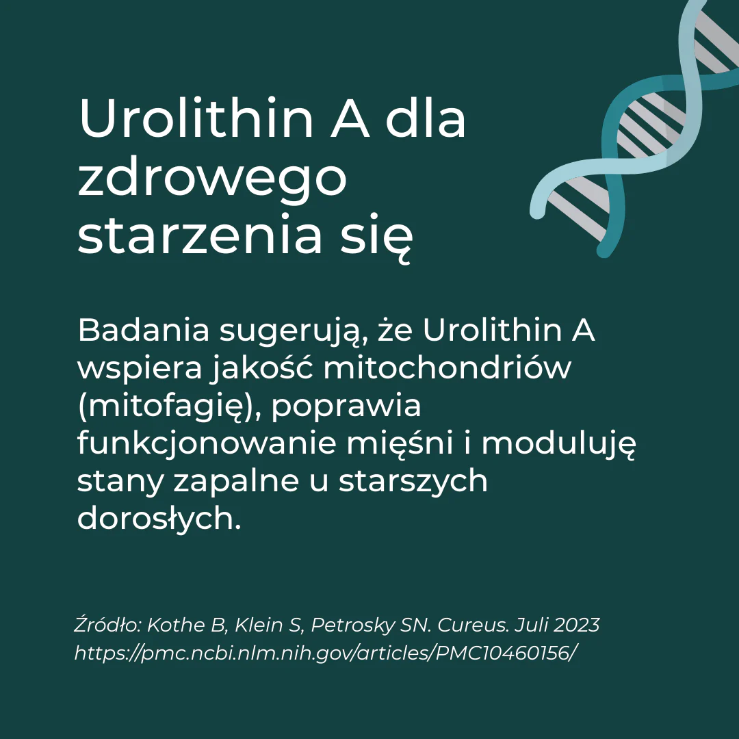Urolityna A - Image 4